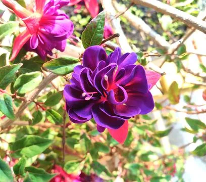 Fuchsia flower Stock Photos