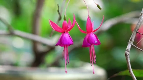 Fuchsia flowers bloom in the sunshine Stock Footage 147063632
