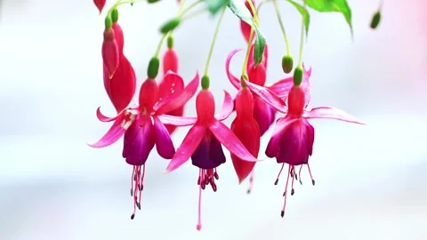 Fuchsia flowers bloom in the sunshine Stock Footage 147063639