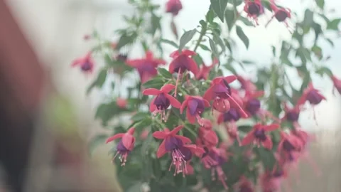 Fuchsia flowers with blurry background and soft wind and light, natural colors Stock Footage 134870321