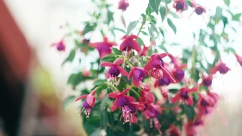 Fuchsia flowers with blurry background  and light, vibrant colors Stock Footage 134870763