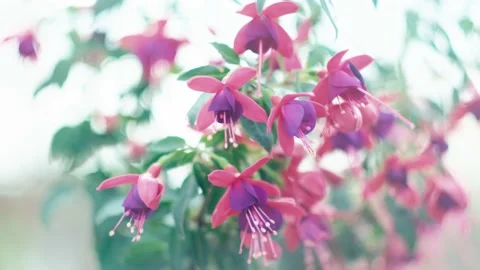 Fuchsia flowers with blurry background, clean colors Видео 134870755