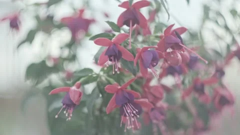 Fuchsia flowers with blurry background close up, neutral colors Stock Footage 134870330