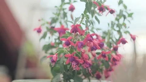 Fuchsia flowers with blurry background, soft colors Stock Footage 134870324
