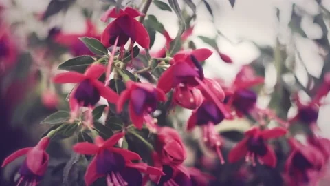 Fuchsia flowers with blurry background vivid colors Stock Footage 134870906