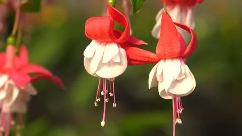 Fuchsia flowers close-up Vídeos de archivo 120290337