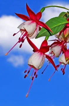 Fuchsia flowers closeup Stock Photos