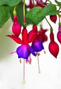 Fuchsia flowers closeup Stock Photos