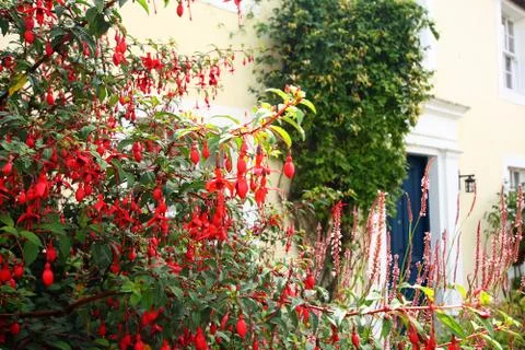 Fuchsia flowers in the front garden Stock Photos