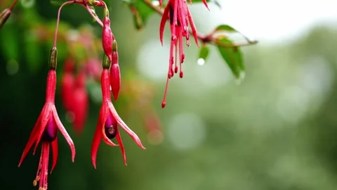 Fuchsia flowers on green background 스톡 동영상 252209756