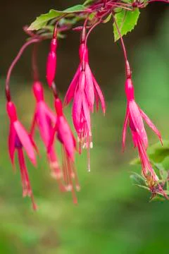 Fuchsia flowers Stock Photos