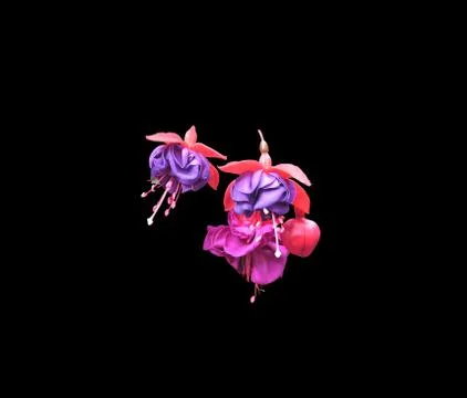 Fuchsia flowers Foto stock