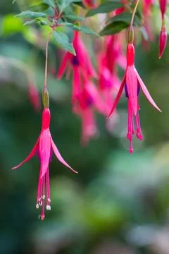 Fuchsia flowers 스톡 사진