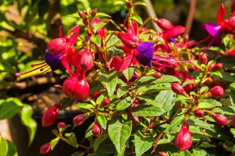 Fuchsia Flowers Stock Photos