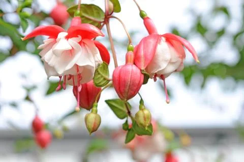 Fuchsia flowers Stock Photos