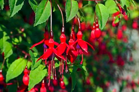Fuchsia Flowers Stock Photos