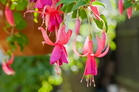Fuchsia flowers Foto stock