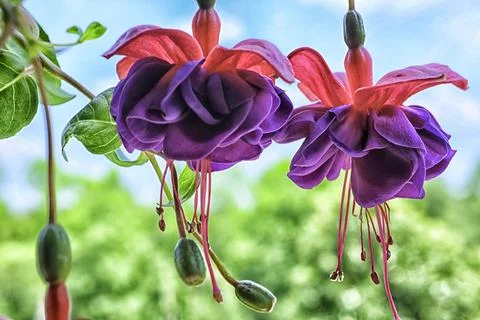Fuchsia flowers Stock Photos