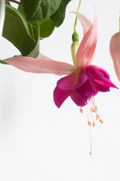 Fuchsia flowers white background Foto stock