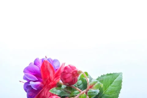 Fuchsia flowers on white background. Stock Photos
