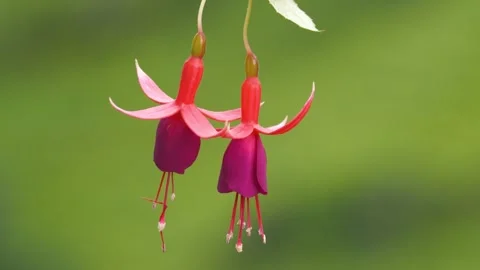 Fuchsia Stock Footage 332544118
