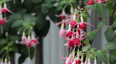 Fuchsia (Fuchsia) Stock Footage 14910614