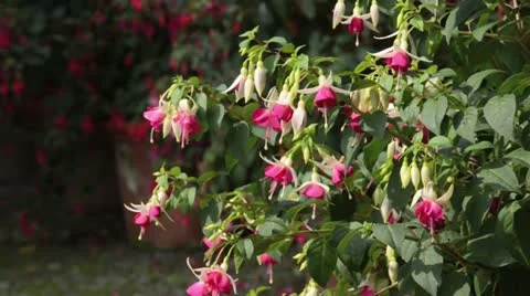 Fuchsia (Fuchsia) Stock Footage 15207874