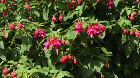 Fuchsia (Fuchsia) Video stock 15208181
