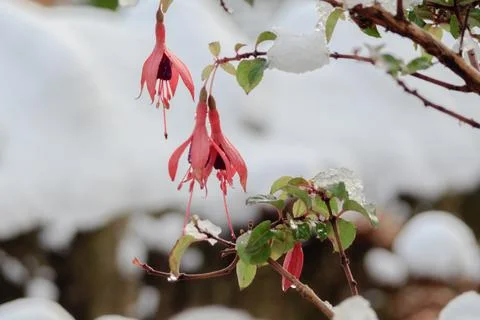 Fuchsia growing in winter Stock Photos