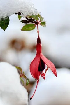 Fuchsia growing in winter Stock Photos