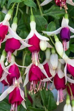 Fuchsia Hermiena Stock Photos