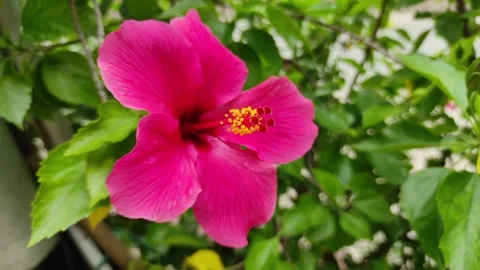 Fuchsia Hibiscus up close Stock Footage 265036596