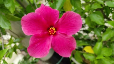 Fuchsia hibiscus flower upclose Stock Footage 265036633