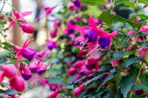 A fuchsia hybrida Фото