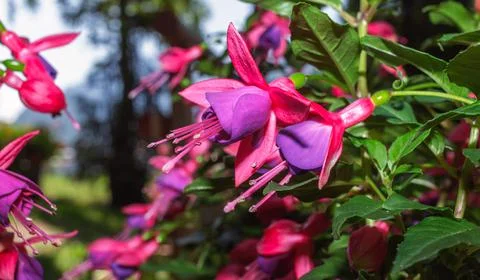 A fuchsia hybrida Фото