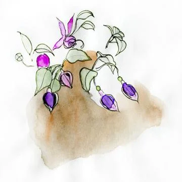 Fuchsia Stock Illustration