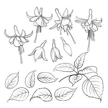 Fuchsia isolated on white background Illustrazione stock