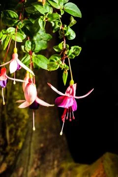 Fuchsia ( Lady's eardrops ) flower Foto stock