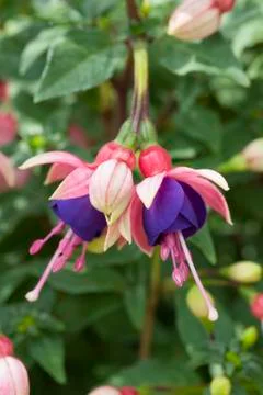 Fuchsia 'lambada' Stock Photos