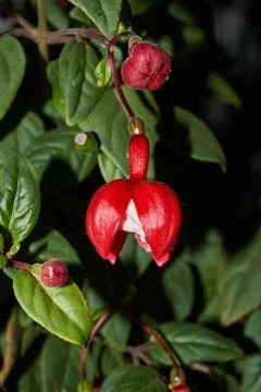 Fuchsia (lat. Fuchsia) blooms in the garden of a country house. Stock Photos