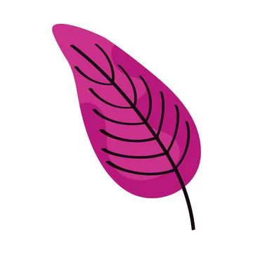 Fuchsia leaf isolated Stock Illustration