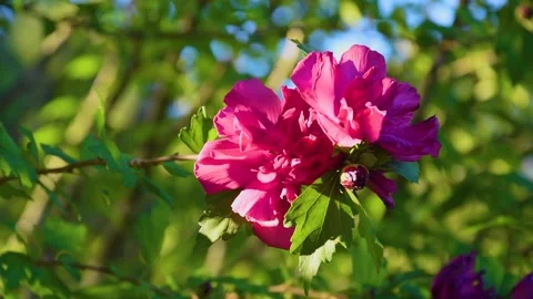 Fuchsia p-ink flowering tree on a breezy day Stock Footage 313564513