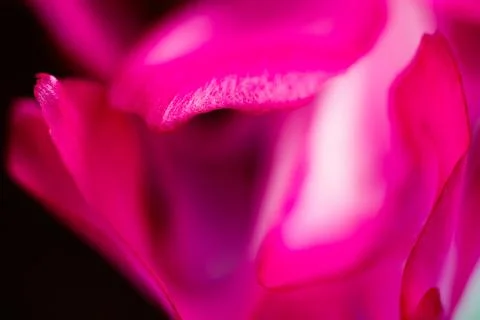 Fuchsia Petal Edge Stock Photos