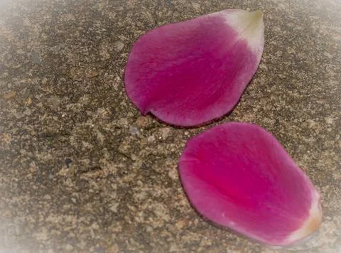 Fuchsia petals on gray background with space for text Fotos Stock