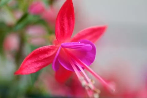 Fuchsia Stock Photos