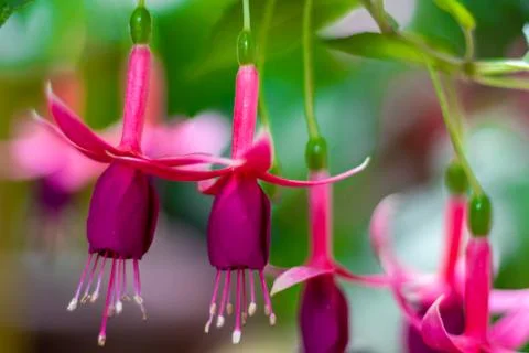 Fuchsia Stock Photos
