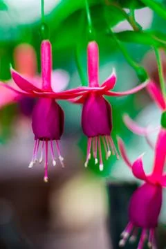 Fuchsia Stock Photos