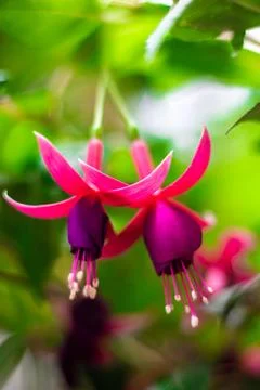 Fuchsia Stock Photos