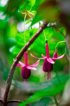 Fuchsia Stock Photos