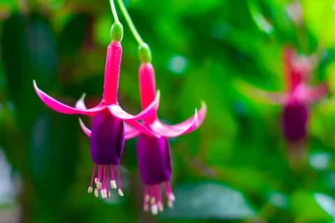 Fuchsia Stock Photos
